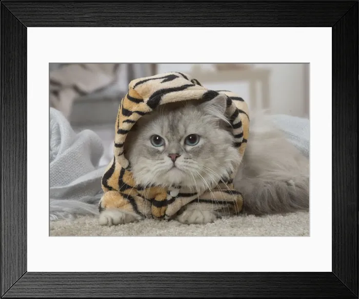 Framed Print : Picture No. 12478732