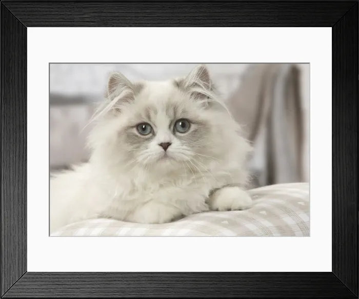 Framed Print : Picture No. 12478736 Framed Print : Picture No. 12478736