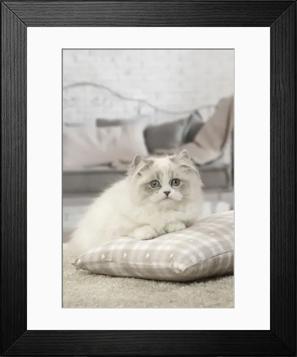Framed Print : Picture No. 12478735 Framed Print : Picture No. 12478735