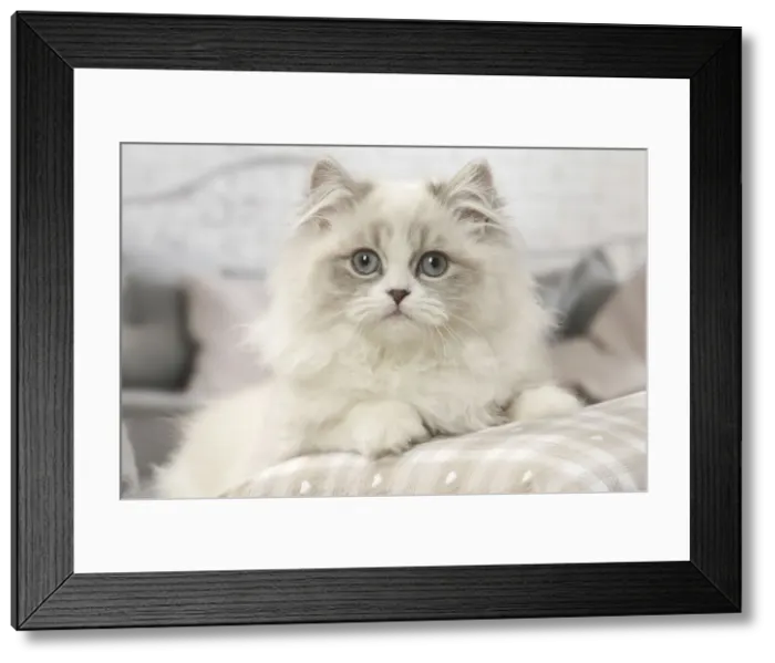 Framed Print : Picture No. 12478738 Framed Print : Picture No. 12478738