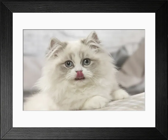 Framed Print : Picture No. 12478737 Framed Print : Picture No. 12478737