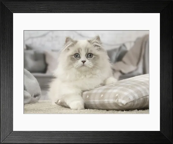 Framed Print : Picture No. 12478739 Framed Print : Picture No. 12478739