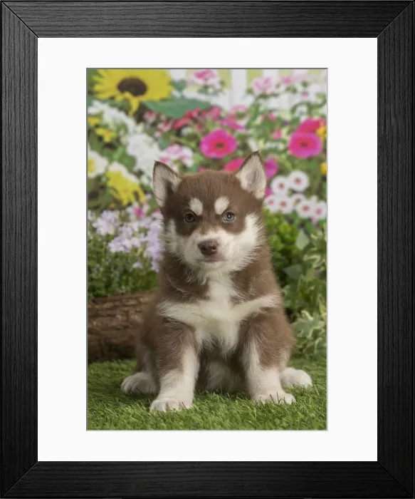 Framed Print : Picture No. 12478801 Framed Print : Picture No. 12478801