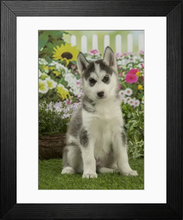 Framed Print : Picture No. 12478803 Framed Print : Picture No. 12478803