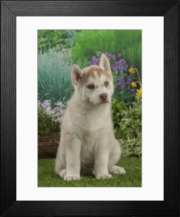 Framed Print : Picture No. 12478804 Framed Print : Picture No. 12478804