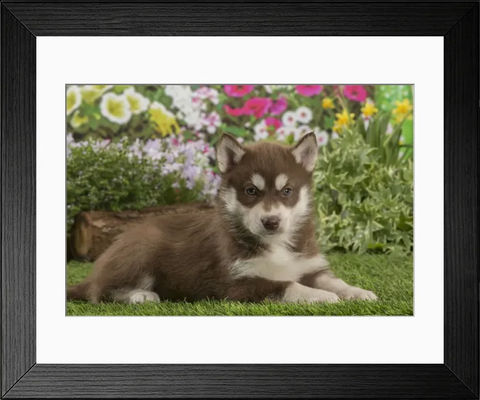 Framed Print : Picture No. 12478805 Framed Print : Picture No. 12478805