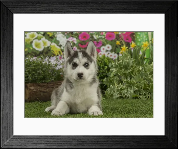 Framed Print : Picture No. 12478806 Framed Print : Picture No. 12478806