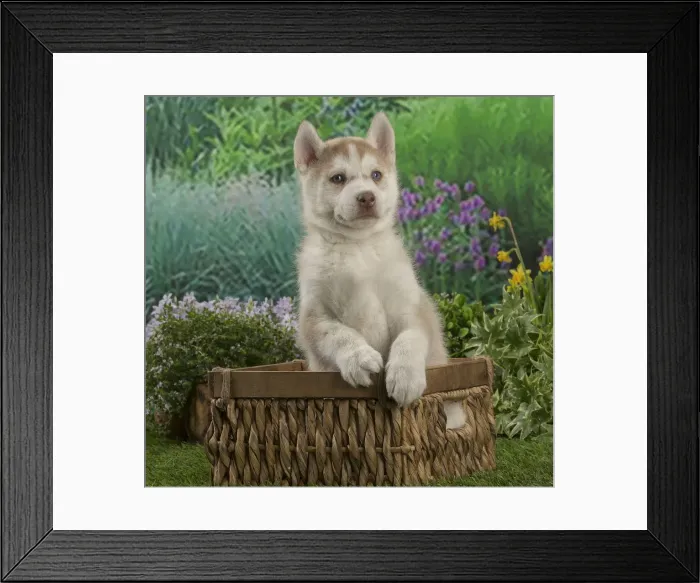 Framed Print : Picture No. 12478808 Framed Print : Picture No. 12478808
