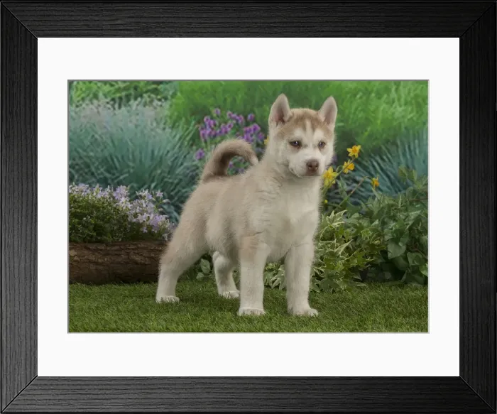 Framed Print : Picture No. 12478807 Framed Print : Picture No. 12478807