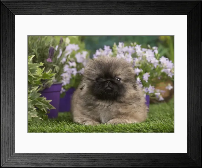 Framed Print : Picture No. 12478809 Framed Print : Picture No. 12478809