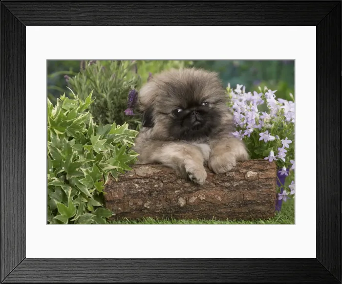 Framed Print : Picture No. 12478810 Framed Print : Picture No. 12478810