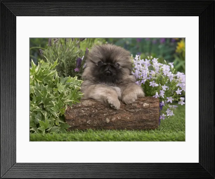 Framed Print : Picture No. 12478811 Framed Print : Picture No. 12478811