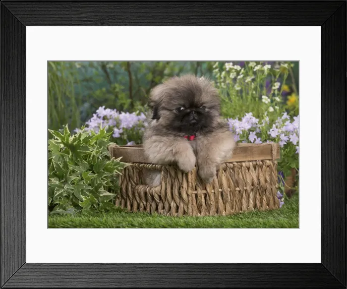 Framed Print : Picture No. 12478812 Framed Print : Picture No. 12478812