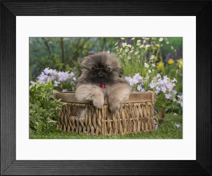 Framed Print : Picture No. 12478813