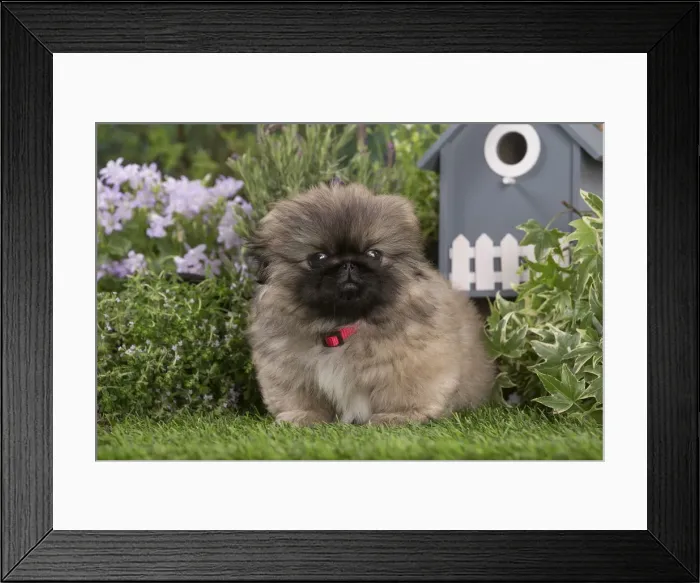 Framed Print : Picture No. 12478814 Framed Print : Picture No. 12478814