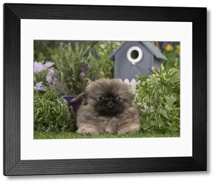 Framed Print : Picture No. 12478815 Framed Print : Picture No. 12478815