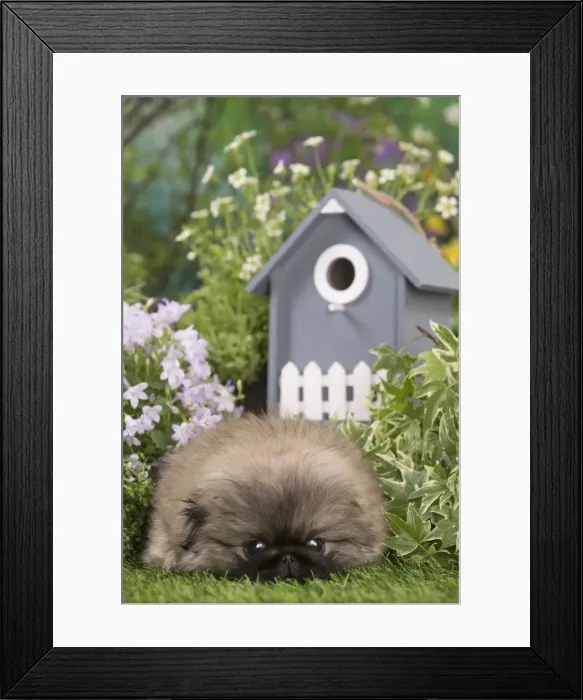 Framed Print : Picture No. 12478816 Framed Print : Picture No. 12478816