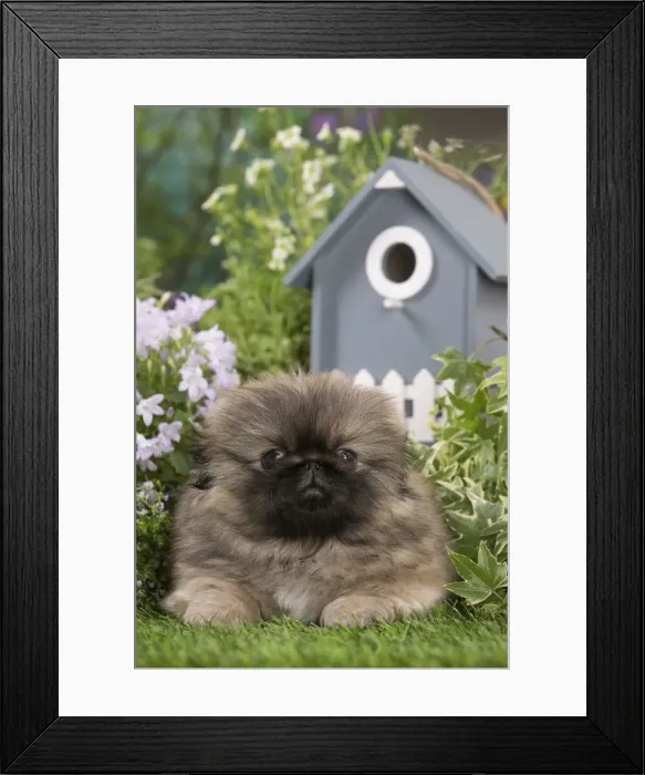 Framed Print : Picture No. 12478817 Framed Print : Picture No. 12478817