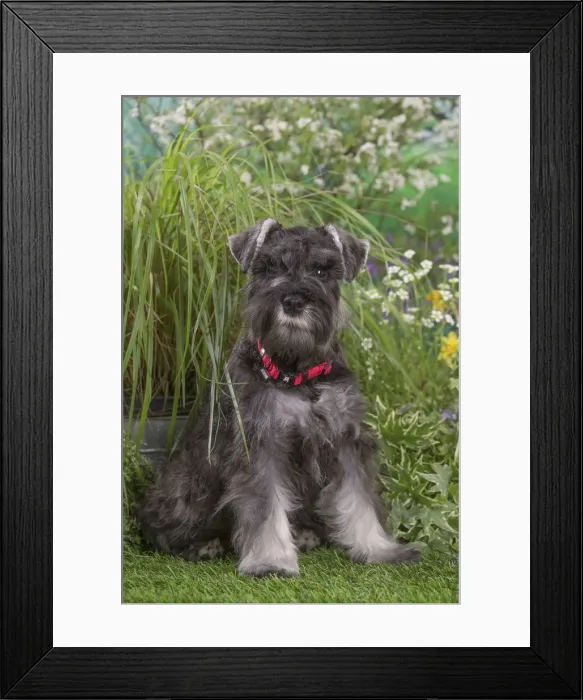 Framed Print : Picture No. 12478818