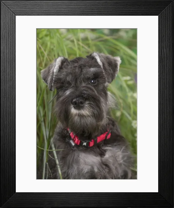 Framed Print : Picture No. 12478819 Framed Print : Picture No. 12478819
