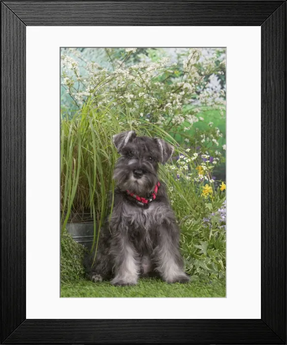 Framed Print : Picture No. 12478820 Framed Print : Picture No. 12478820