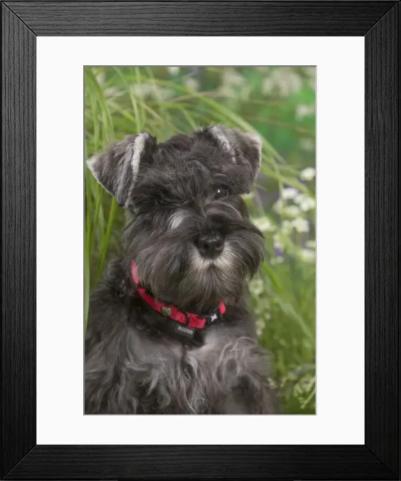 Framed Print : Picture No. 12478821 Framed Print : Picture No. 12478821
