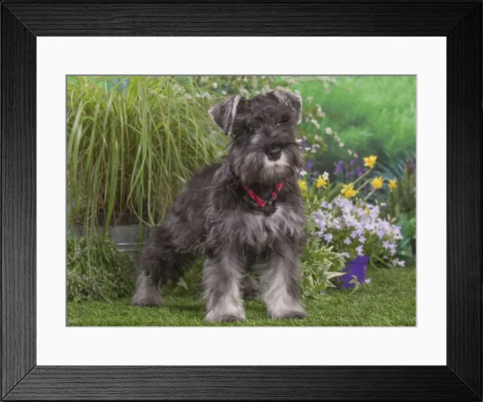 Framed Print : Picture No. 12478822 Framed Print : Picture No. 12478822