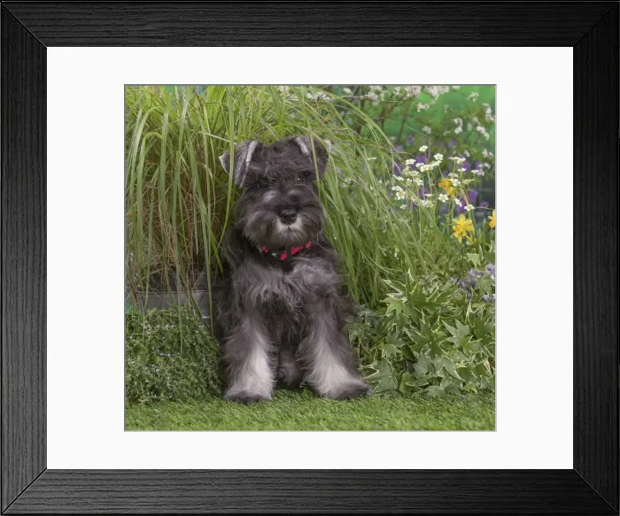 Framed Print : Picture No. 12478823