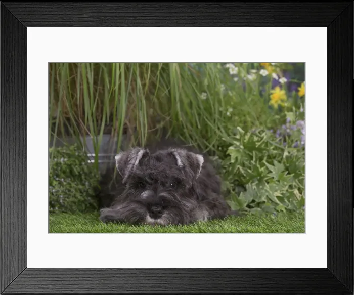 Framed Print : Picture No. 12478824 Framed Print : Picture No. 12478824
