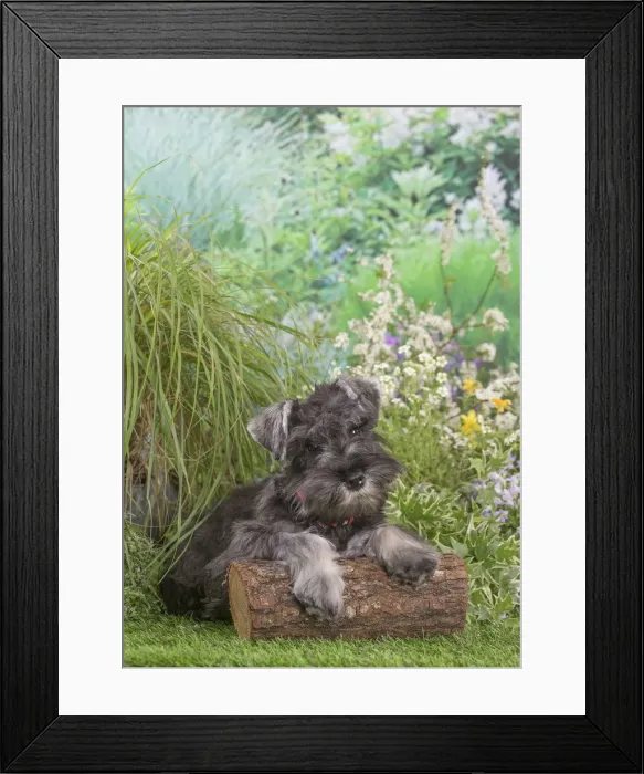 Framed Print : Picture No. 12478825 Framed Print : Picture No. 12478825