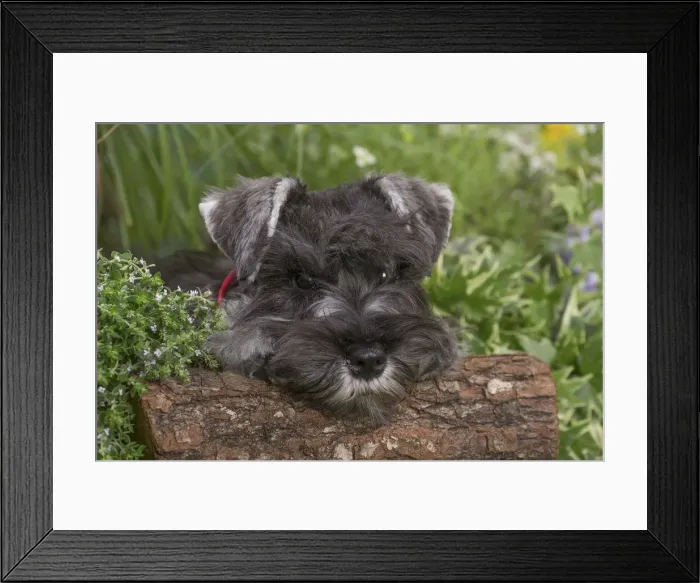 Framed Print : Picture No. 12478827 Framed Print : Picture No. 12478827