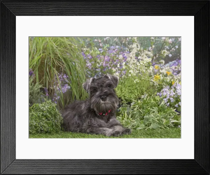 Framed Print : Picture No. 12478828
