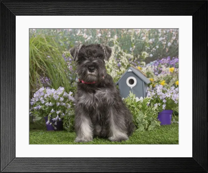 Framed Print : Picture No. 12478830