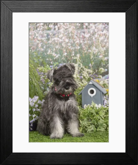 Framed Print : Picture No. 12478829 Framed Print : Picture No. 12478829