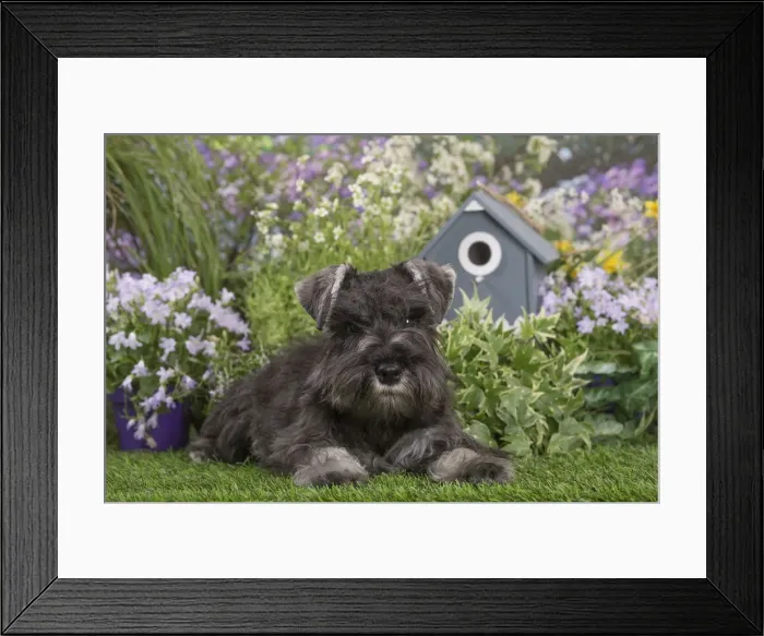 Framed Print : Picture No. 12478831 Framed Print : Picture No. 12478831