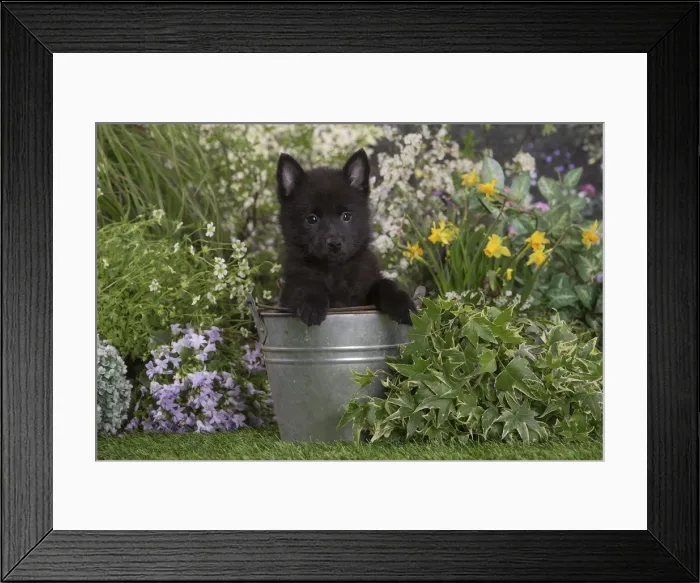 Framed Print : Picture No. 12478834