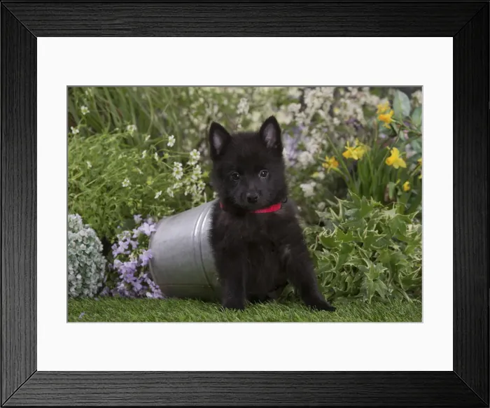 Framed Print : Picture No. 12478835 Framed Print : Picture No. 12478835