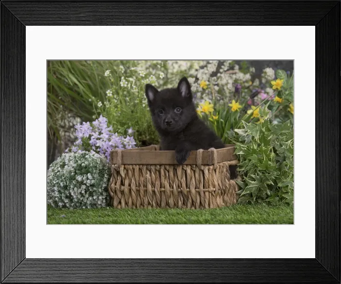 Framed Print : Picture No. 12478836