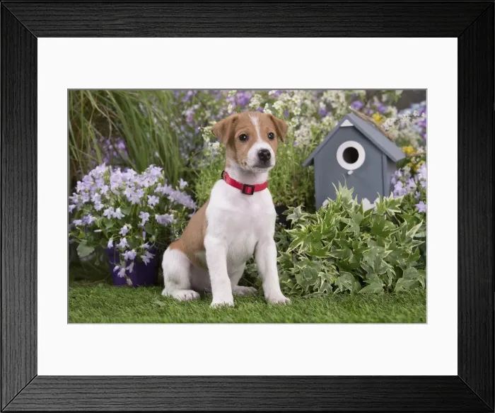 Framed Print : Picture No. 12478837