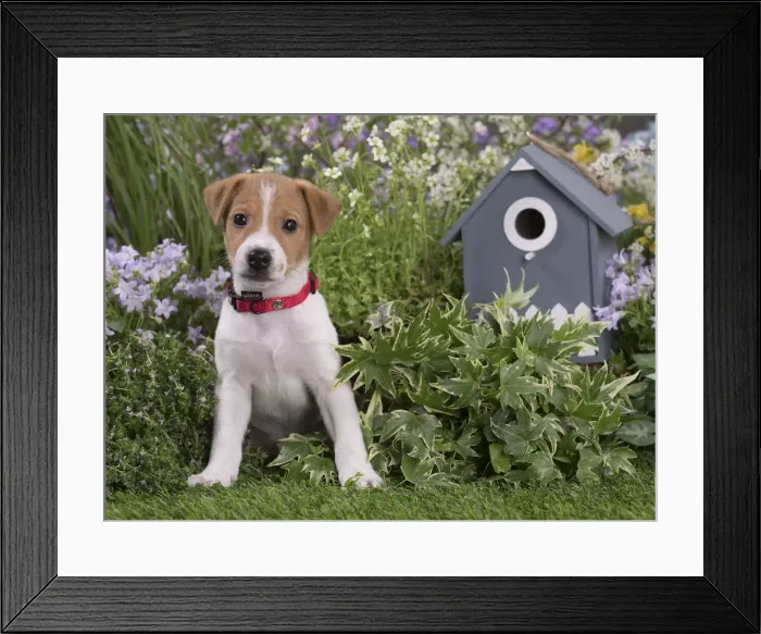 Framed Print : Picture No. 12478838