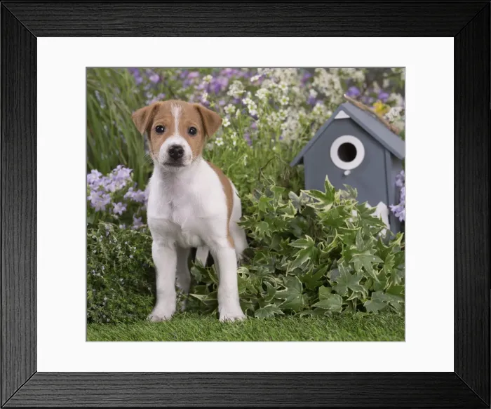Framed Print : Picture No. 12478839