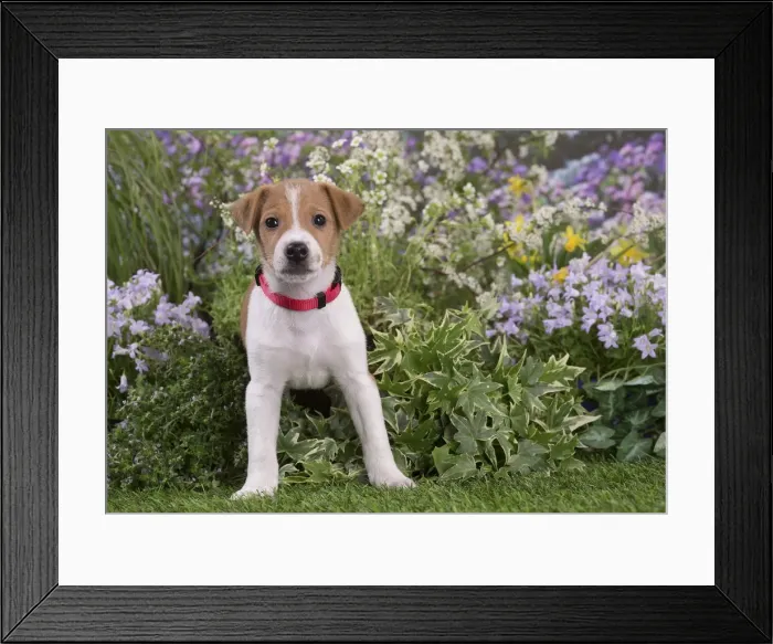 Framed Print : Picture No. 12478841 Framed Print : Picture No. 12478841