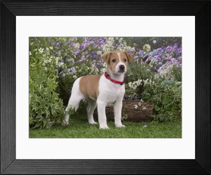 Framed Print : Picture No. 12478842 Framed Print : Picture No. 12478842