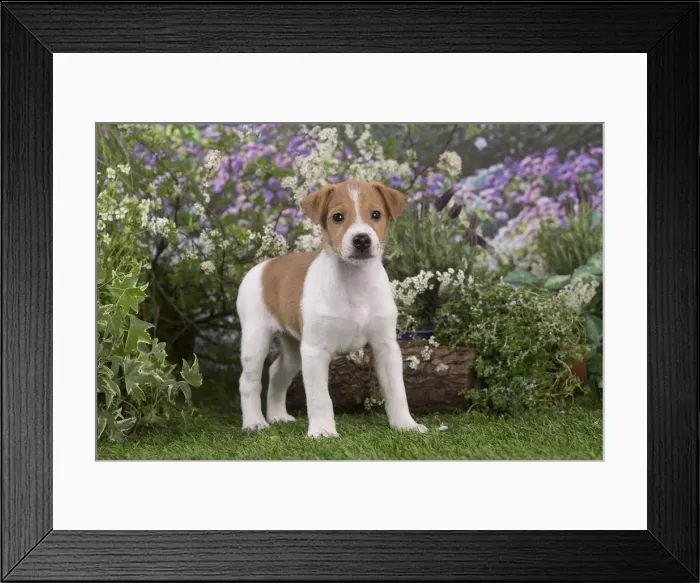 Framed Print : Picture No. 12478843