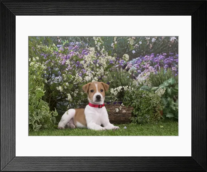 Framed Print : Picture No. 12478845 Framed Print : Picture No. 12478845