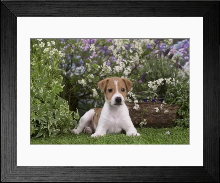 Framed Print : Picture No. 12478844 Framed Print : Picture No. 12478844