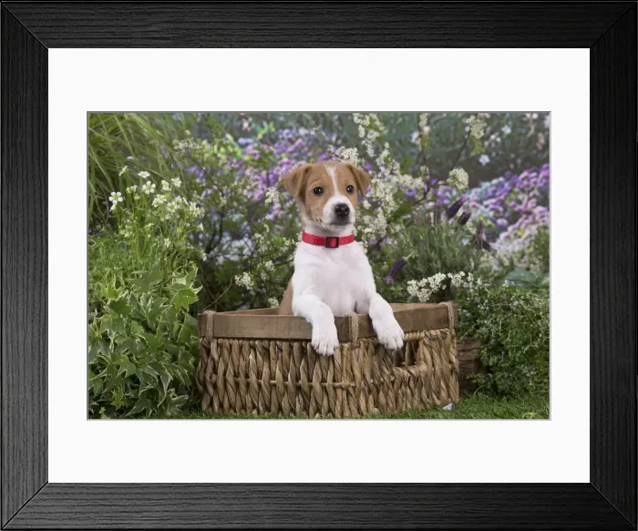 Framed Print : Picture No. 12478846 Framed Print : Picture No. 12478846