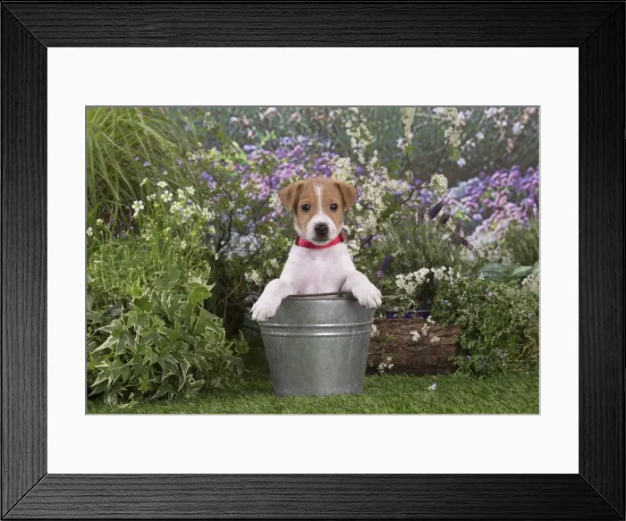 Framed Print : Picture No. 12478847 Framed Print : Picture No. 12478847