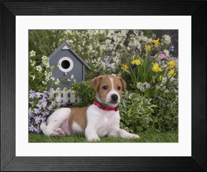 Framed Print : Picture No. 12478851 Framed Print : Picture No. 12478851