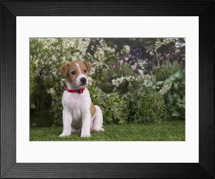 Framed Print : Picture No. 12478850 Framed Print : Picture No. 12478850